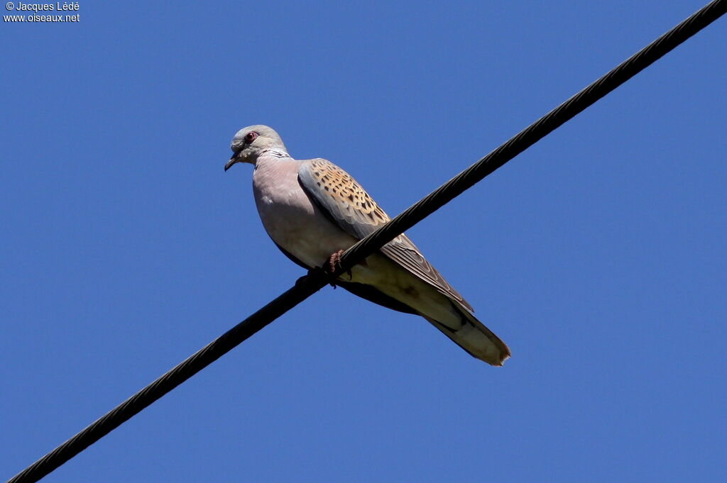 European Turtle Dove