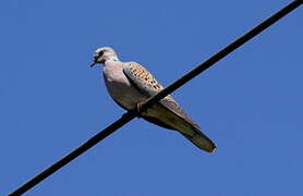 European Turtle Dove