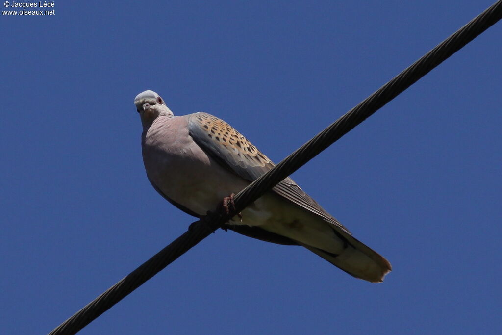 European Turtle Dove