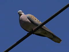 European Turtle Dove