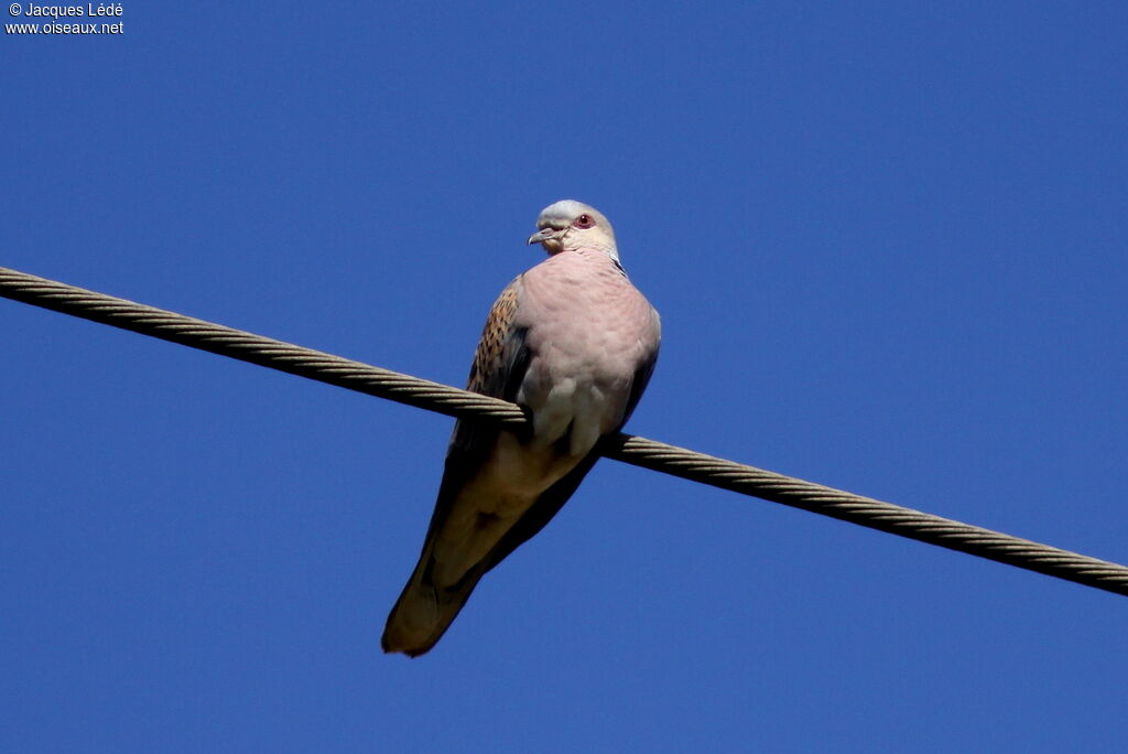 European Turtle Dove