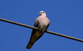 European Turtle Dove