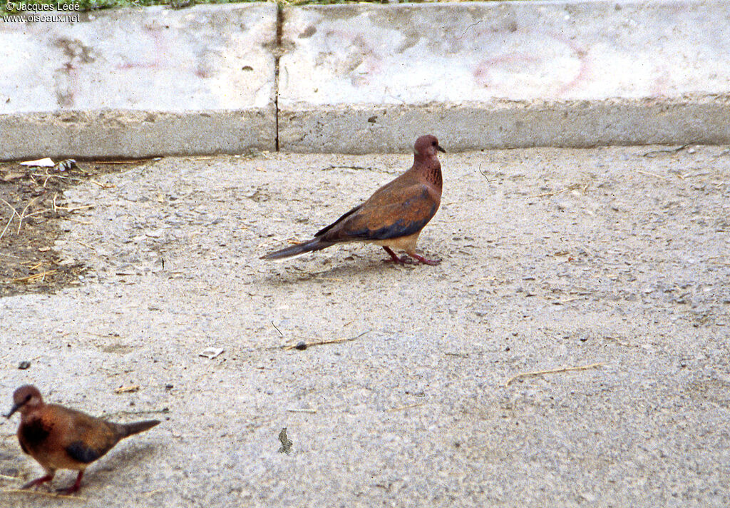 Laughing Dove