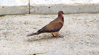 Laughing Dove