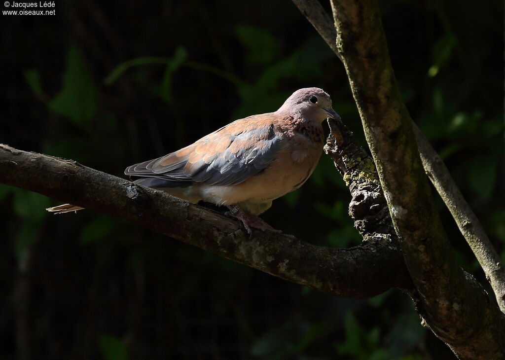 Laughing Dove