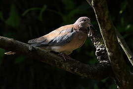 Laughing Dove