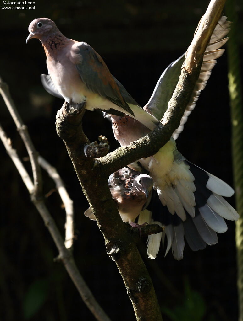 Laughing Dove