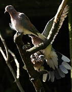 Laughing Dove