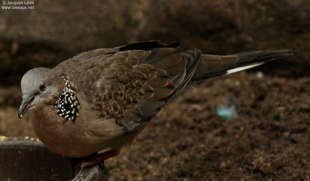 Spotted Dove