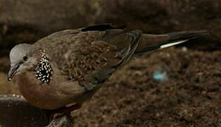 Spotted Dove