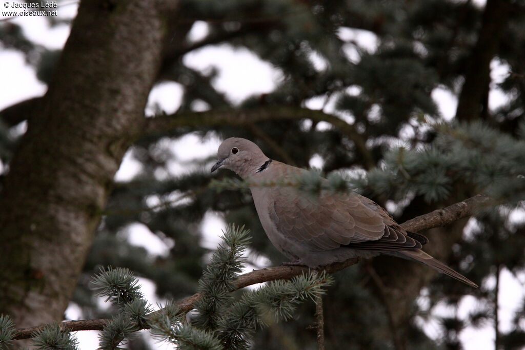 Eurasian Collared Dove