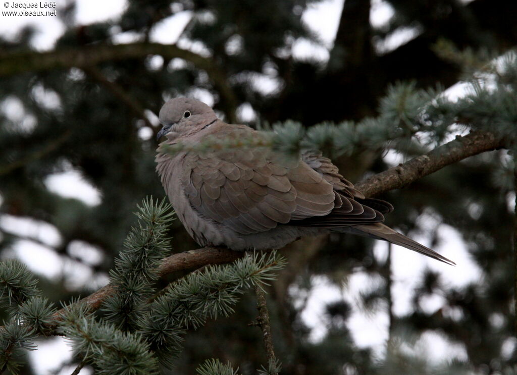 Eurasian Collared Dove