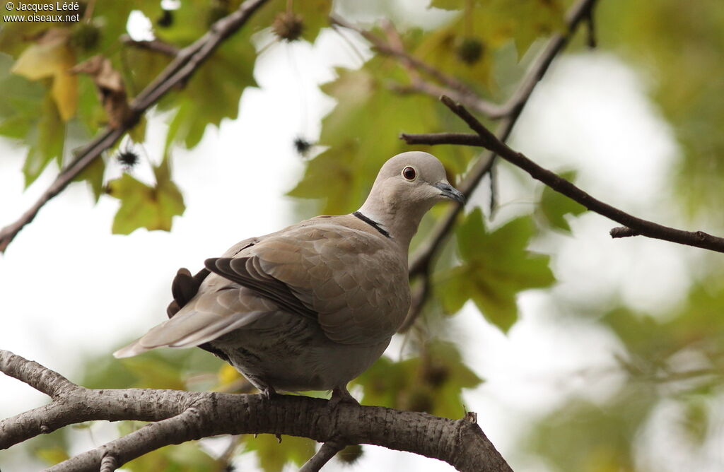 Eurasian Collared Dove