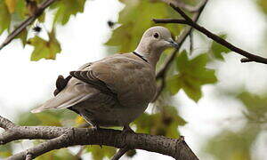 Eurasian Collared Dove