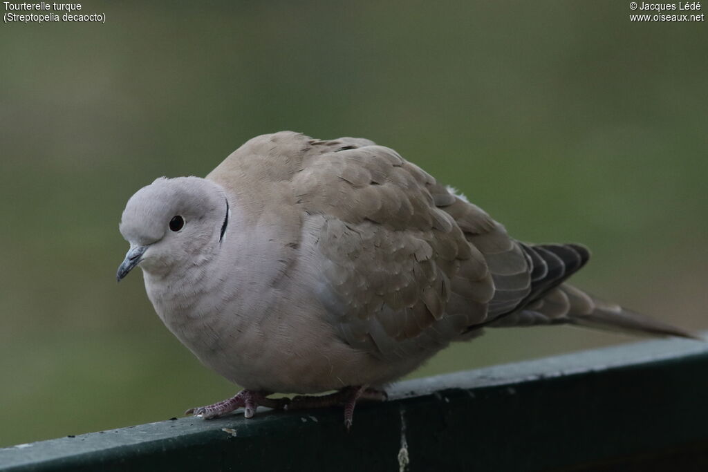 Eurasian Collared Dove