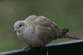 Eurasian Collared Dove