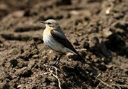 Northern Wheatear