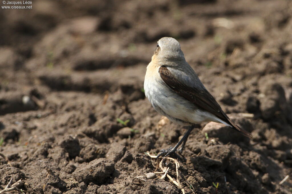 Northern Wheatear