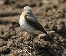 Northern Wheatear