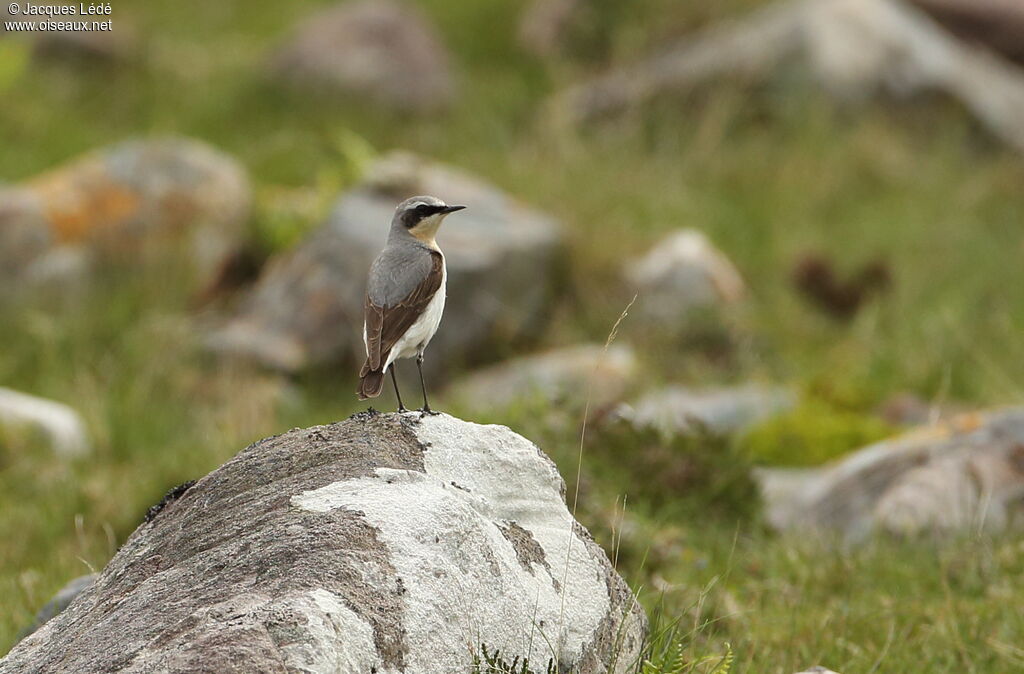 Northern Wheatear