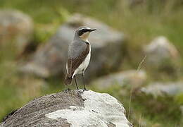 Northern Wheatear