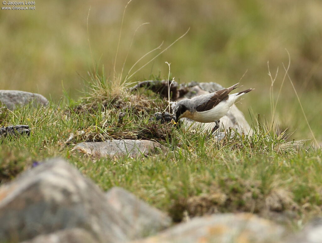 Northern Wheatear