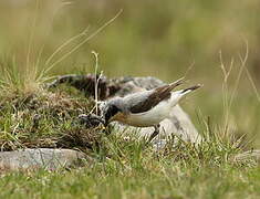 Northern Wheatear