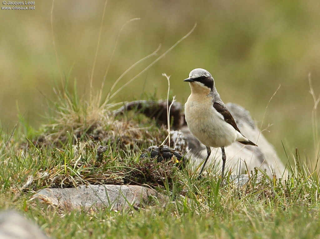 Northern Wheatear