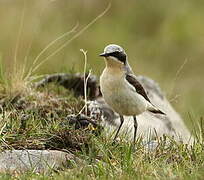 Northern Wheatear