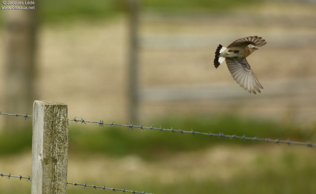 Northern Wheatear