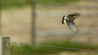 Northern Wheatear