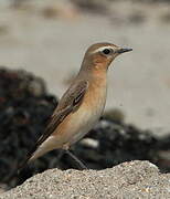 Northern Wheatear