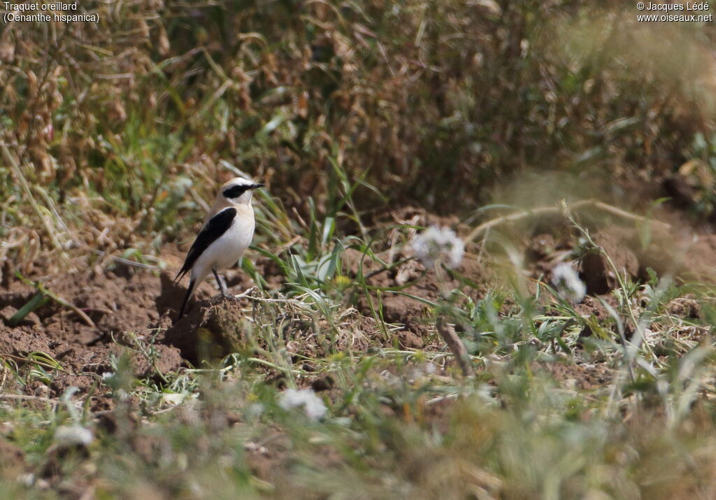 Black-eared Wheatear