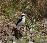 Western Black-eared Wheatear