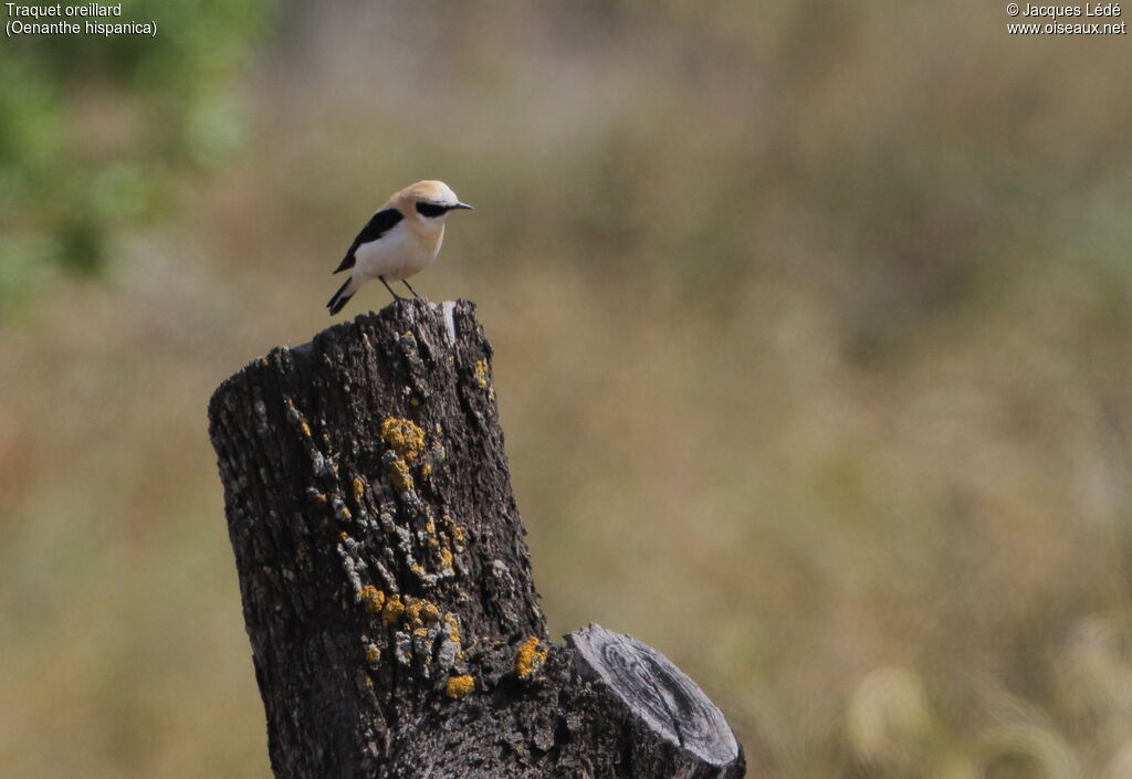 Western Black-eared Wheatear