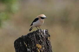 Western Black-eared Wheatear