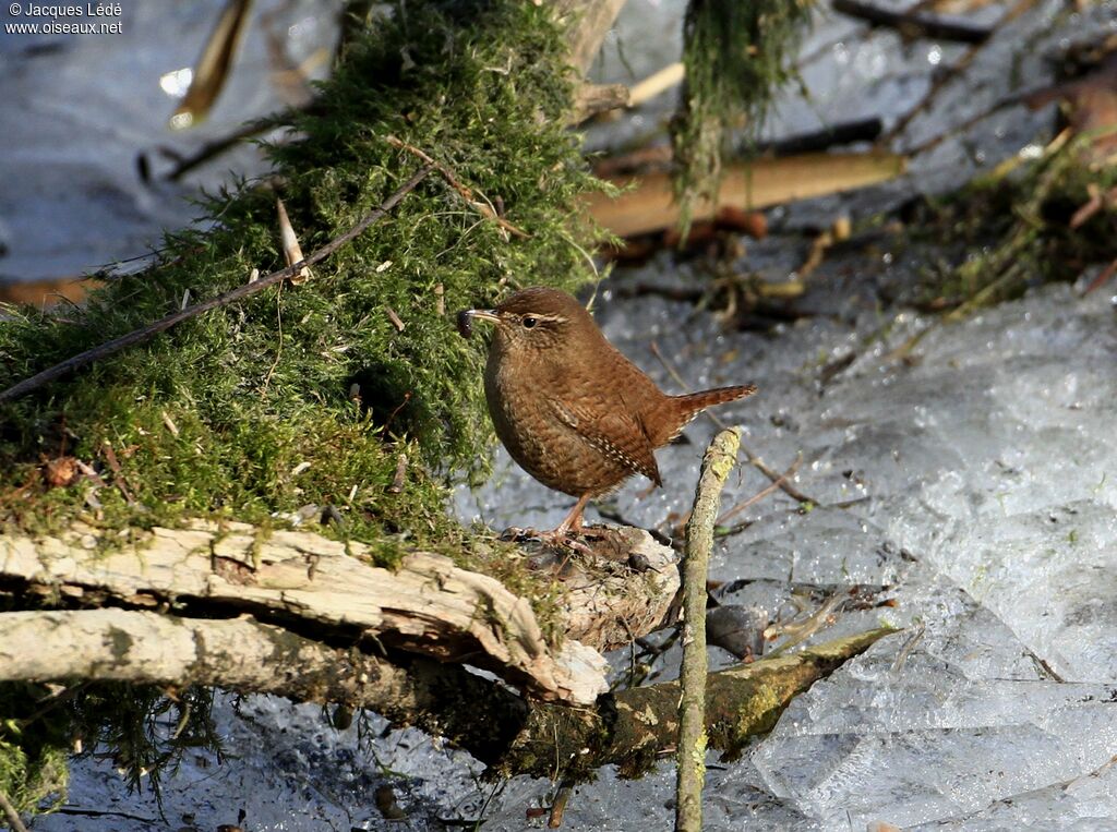 Troglodyte mignon