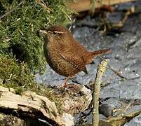 Eurasian Wren