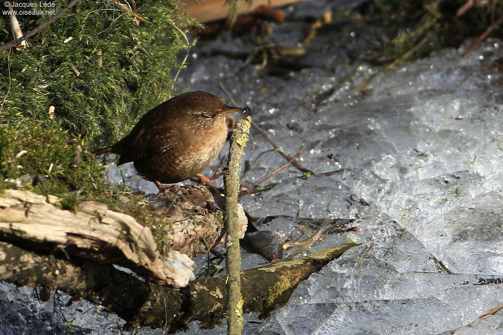 Eurasian Wren