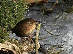 Eurasian Wren