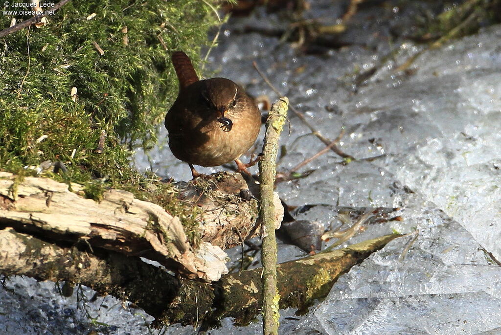 Troglodyte mignon