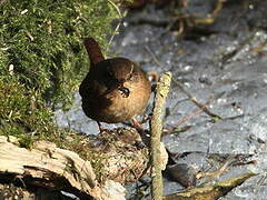 Eurasian Wren