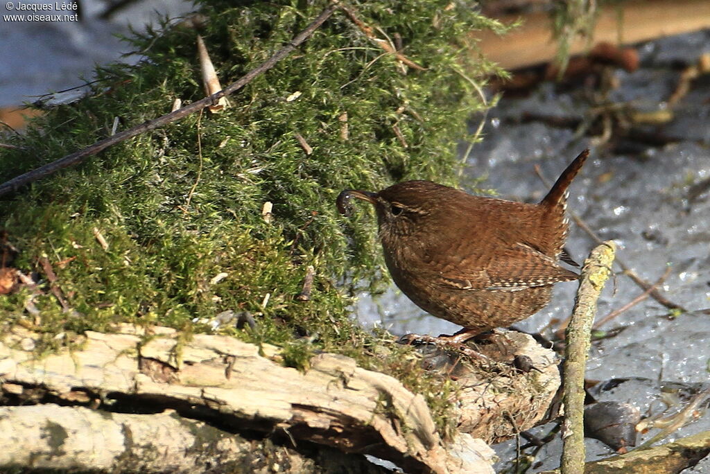 Eurasian Wren