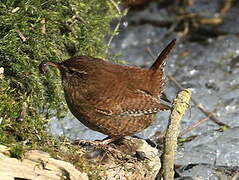 Eurasian Wren