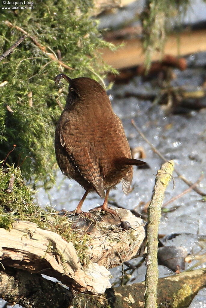 Troglodyte mignon