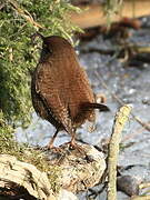 Eurasian Wren