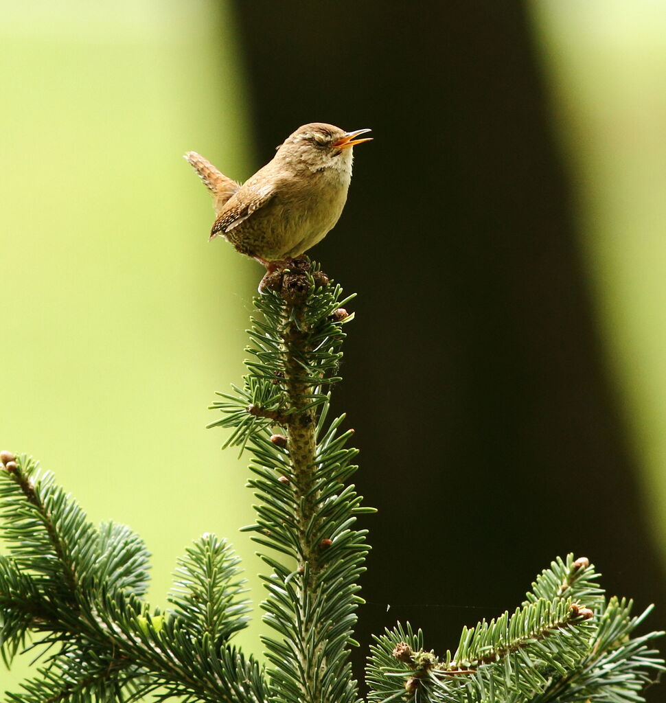 Eurasian Wren