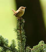 Eurasian Wren