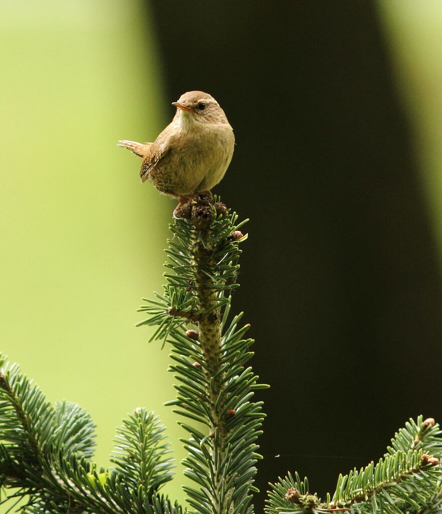 Eurasian Wren