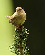 Eurasian Wren